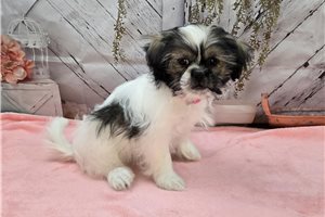 Luna - Shichon for sale