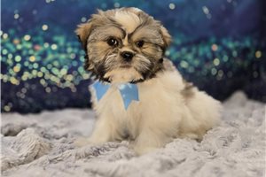 Lucas - Shichon for sale