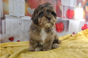 Oliver - puppy for sale