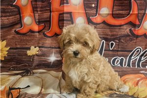 Beta - Malti Poo - Maltipoo for sale