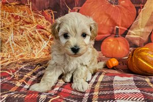 Blake - Malti Poo - Maltipoo for sale