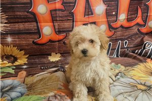 Beau - Maltipoo for sale