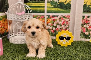Nuroo - Malti Poo - Maltipoo for sale