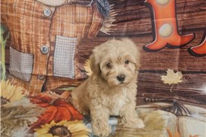 Becks - Malti Poo - Maltipoo for sale