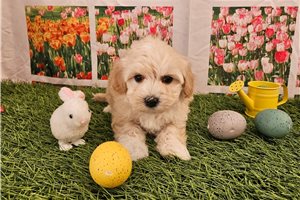 Nuroo - Malti Poo - Maltipoo for sale