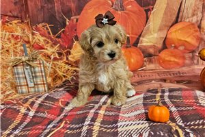 Beta - Malti Poo - Maltipoo for sale