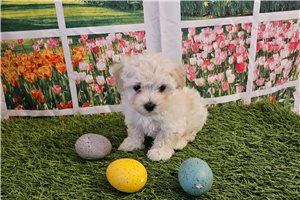 Nico - puppy for sale