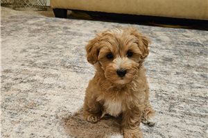 Denzel - puppy for sale