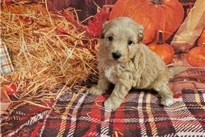 Becks - Malti Poo - Maltipoo for sale