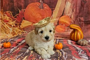 Beau - Malti Poo - Maltipoo for sale