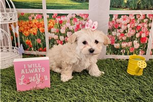 Mara - Malti Poo - Maltipoo for sale
