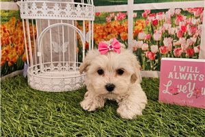 Mana - Malti Poo - Maltipoo for sale
