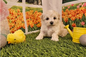 Mara - Malti Poo - Maltipoo for sale