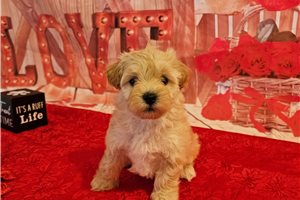 Nora - Malti Poo - Maltipoo for sale
