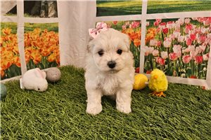 Mana - Malti Poo - Maltipoo for sale