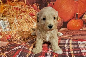 Becks - Malti Poo - Maltipoo for sale