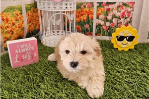 Norris - Malti Poo - Maltipoo for sale