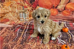 Beta - puppy for sale