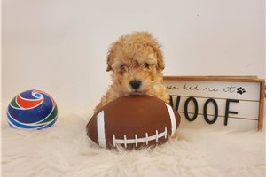 Morty - Poodle, Toy for sale