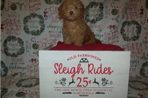 Maggie - Poodle, Toy for sale