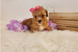 Molly - Poodle, Toy for sale