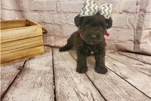 Mirabel - Schnoodle for sale