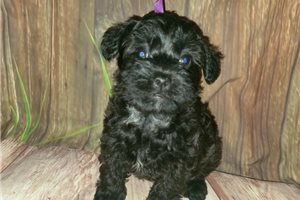 Millie - Schnoodle for sale