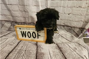 Piccolo - puppy for sale