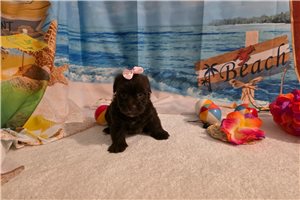 Mariella - Yorkiepoo - Yorkie Poo for sale