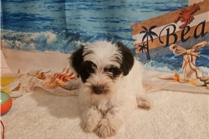 Marina - Yorkiepoo - Yorkie Poo for sale