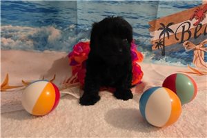 Marigold - puppy for sale