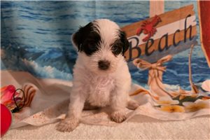 Marina - puppy for sale
