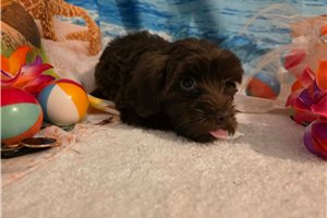 Mariella - Yorkiepoo - Yorkie Poo for sale