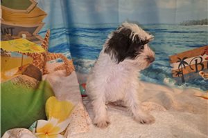Marina - Yorkiepoo - Yorkie Poo for sale