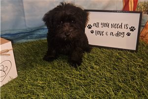 Marigold - Yorkiepoo - Yorkie Poo for sale
