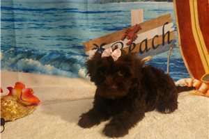 Mariella - Yorkiepoo - Yorkie Poo for sale