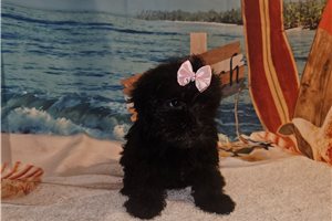 Marigold - Yorkiepoo - Yorkie Poo for sale