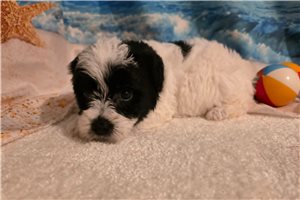 Maximus - puppy for sale