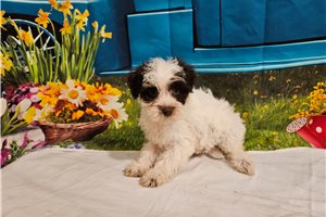Perseus - puppy for sale