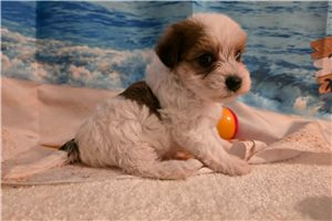 Marilyn - puppy for sale