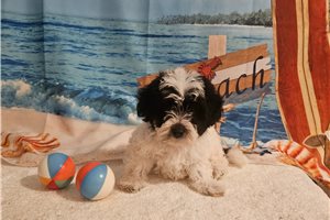 Maximus - Yorkiepoo - Yorkie Poo for sale