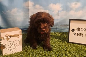 Mariella - Yorkiepoo - Yorkie Poo for sale