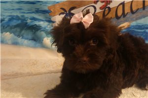 Mariella - Yorkiepoo - Yorkie Poo for sale