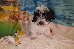 Maximus - Yorkiepoo - Yorkie Poo for sale