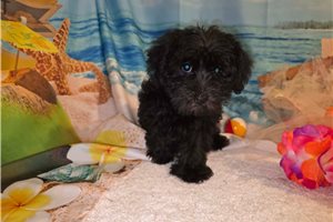 Marigold - Yorkiepoo - Yorkie Poo for sale