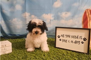 Maximus - Yorkiepoo - Yorkie Poo for sale