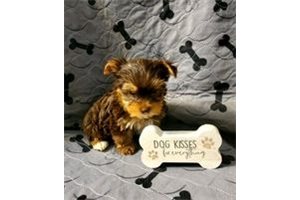 Chipper - Yorkshire Terrier - Yorkie for sale