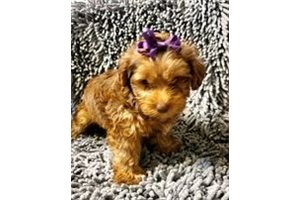 Tinkie - Yorkshire Terrier - Yorkie for sale