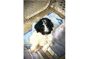 Ivy - Poodle, Standard for sale