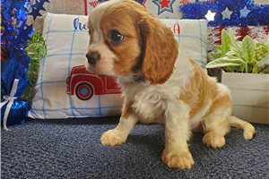 Theo - puppy for sale